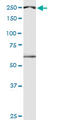 Death Inducer-Obliterator 1 antibody, LS-C139237, Lifespan Biosciences, Western Blot image 