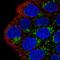 Monoamine Oxidase A antibody, HPA059299, Atlas Antibodies, Immunofluorescence image 