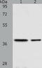 Calponin 3 antibody, TA323110, Origene, Western Blot image 