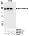 SWI/SNF Related, Matrix Associated, Actin Dependent Regulator Of Chromatin, Subfamily A, Member 4 antibody, A300-813A, Bethyl Labs, Immunoprecipitation image 