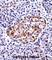 Tachykinin 3 antibody, abx028000, Abbexa, Western Blot image 