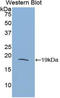 RNS3 antibody, LS-C296271, Lifespan Biosciences, Western Blot image 