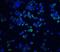 X-Box Binding Protein 1 antibody, GTX31293, GeneTex, Immunofluorescence image 