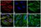 Mouse IgG (H+L) antibody, A28180, Invitrogen Antibodies, Immunofluorescence image 