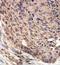 Armadillo repeat-containing X-linked protein 5 antibody, orb78436, Biorbyt, Immunohistochemistry paraffin image 