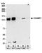 Chromosome Alignment Maintaining Phosphoprotein 1 antibody, A304-216A, Bethyl Labs, Western Blot image 