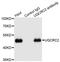 Ubiquinol-Cytochrome C Reductase Core Protein 2 antibody, orb373198, Biorbyt, Immunoprecipitation image 