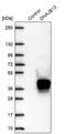 DnaJ homolog subfamily B member 13 antibody, PA5-62617, Invitrogen Antibodies, Western Blot image 