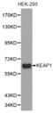 Kelch Like ECH Associated Protein 1 antibody, abx001910, Abbexa, Western Blot image 