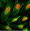 Histone Cluster 4 H4 antibody, NBP2-61555, Novus Biologicals, Immunofluorescence image 