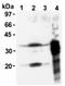 Msh Homeobox 2 antibody, ADI-AAM-010-E, Enzo Life Sciences, Western Blot image 