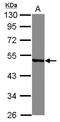 Y-Box Binding Protein 2 antibody, LS-B9384, Lifespan Biosciences, Western Blot image 
