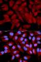 Eukaryotic translation initiation factor 5A-1 antibody, orb167152, Biorbyt, Immunofluorescence image 