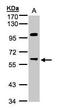 Protein Phosphatase 1 Regulatory Subunit 16A antibody, PA5-21661, Invitrogen Antibodies, Western Blot image 