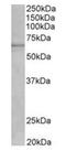 Cytochrome P450 Family 1 Subfamily A Member 2 antibody, orb125227, Biorbyt, Western Blot image 
