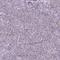 CaM Kinase Like Vesicle Associated antibody, HPA007656, Atlas Antibodies, Immunohistochemistry paraffin image 