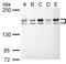 Histone-lysine N-methyltransferase EHMT2 antibody, PA5-34971, Invitrogen Antibodies, Western Blot image 