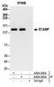 Tubulin Tyrosine Ligase Like 5 antibody, A304-303A, Bethyl Labs, Immunoprecipitation image 