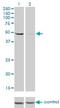 DEAD-Box Helicase 6 antibody, H00001656-M01, Novus Biologicals, Western Blot image 