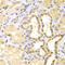 S100C antibody, A03168, Boster Biological Technology, Immunohistochemistry frozen image 