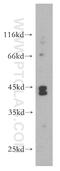 NHL Repeat Containing E3 Ubiquitin Protein Ligase 1 antibody, 21310-1-AP, Proteintech Group, Western Blot image 