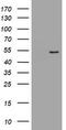 Protein Dok-7 antibody, CF504787, Origene, Western Blot image 