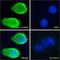 Solute Carrier Family 6 Member 4 antibody, LS-C154958, Lifespan Biosciences, Immunofluorescence image 