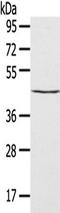 Septin-2 antibody, TA350403, Origene, Western Blot image 