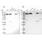 SEC23-interacting protein antibody, NBP2-58361, Novus Biologicals, Western Blot image 