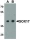 SRY-Box 17 antibody, LS-C336193, Lifespan Biosciences, Western Blot image 