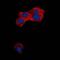 TGF beta antibody, orb214661, Biorbyt, Immunofluorescence image 