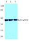 DNA repair protein RAD52 homolog antibody, A01580Y104, Boster Biological Technology, Western Blot image 