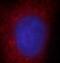 Protein KIAA1199 antibody, FNab04541, FineTest, Immunofluorescence image 