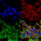 SUR2A antibody, SMC-431D-FITC, StressMarq, Immunofluorescence image 
