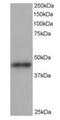 ARP1 homolog B antibody, orb18711, Biorbyt, Western Blot image 