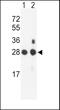 Proteasome subunit beta type-1 antibody, 63-673, ProSci, Western Blot image 