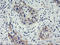 Hes-1 antibody, LS-C173571, Lifespan Biosciences, Immunohistochemistry paraffin image 