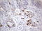 Laminin subunit beta-3 antibody, LS-C339170, Lifespan Biosciences, Immunohistochemistry frozen image 