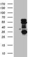 SLC2A4 regulator antibody, CF810378, Origene, Western Blot image 