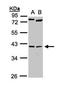 NKX2-5 antibody, orb73896, Biorbyt, Western Blot image 