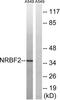 Nuclear Receptor Binding Factor 2 antibody, LS-C120174, Lifespan Biosciences, Western Blot image 