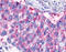 Lysophosphatidic Acid Receptor 6 antibody, TA341020, Origene, Immunohistochemistry frozen image 