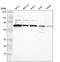 63 kDa membrane protein antibody, HPA001225, Atlas Antibodies, Western Blot image 
