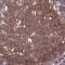Leukocyte surface antigen CD53 antibody, NBP2-14464, Novus Biologicals, Immunohistochemistry paraffin image 