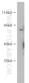 Serum/Glucocorticoid Regulated Kinase Family Member 3 antibody, 12699-1-AP, Proteintech Group, Western Blot image 