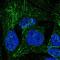 Sprouty RTK Signaling Antagonist 2 antibody, HPA042198, Atlas Antibodies, Immunofluorescence image 