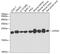 ATP synthase subunit d, mitochondrial antibody, GTX32460, GeneTex, Western Blot image 