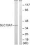 Solute Carrier Family 10 Member 7 antibody, PA5-39465, Invitrogen Antibodies, Western Blot image 