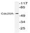 Cell Division Cycle 25A antibody, AP06379PU-N, Origene, Western Blot image 