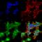 Voltage-dependent calcium channel gamma-2 subunit antibody, SMC-422D-FITC, StressMarq, Immunofluorescence image 